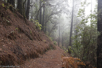 Im märchenhaften Nebelwald von El Pilar