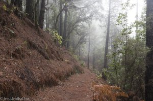 Im märchenhaften Nebelwald von El Pilar