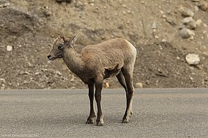 junge Bergziege am Medicine Lake, young Mountain Goat