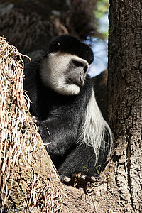 Stummelaffe oder Colobus-Affe in Äthiopien