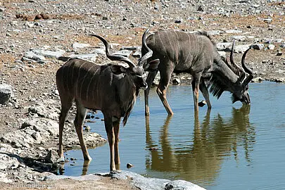 zwei Kudu-Bullen beim Moringa Wasserloch