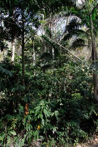 ehemalige Kakaoplantage