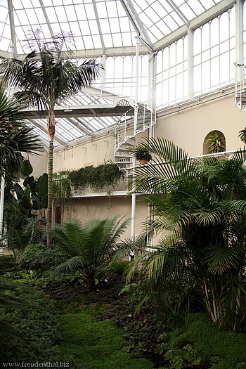 Blick durch das Palmenhaus von Pillnitz