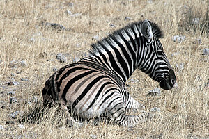 liegendes Zebra