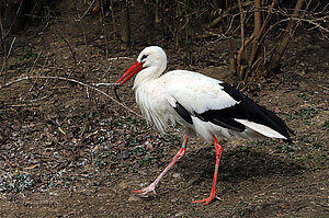 Klapperstorch alias Weißer Storch