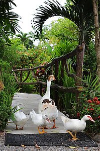 Enten und Gänse im Roca Negra del Arenal