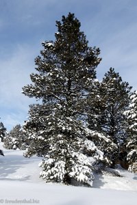 winterliche Landschaft zwischen Red Canyon und dem Bryce Canyon Nationalpark
