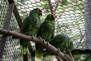 Gelbwangenamazone (Amazona autumnalis)