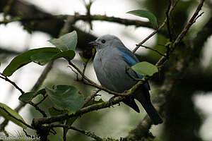 Bischofstangare (Thraupis episcopus) bei der Arenal Oasis Eco Lodge