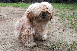 Kleiner Hund bei der Hacienda Anacaona in San Agustin