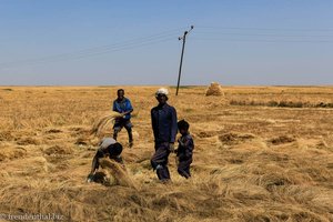 Bauernfamilie bei der Teff-Ernte in Äthiopien