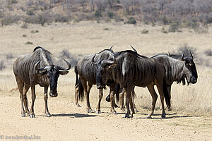 eine Gnuherde im Nationalpark Pilanesberg