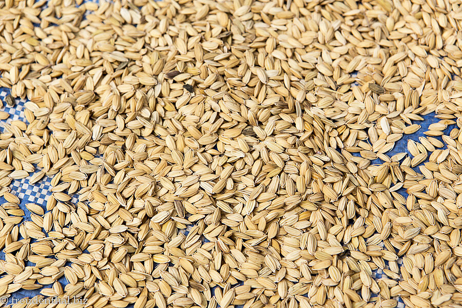 Reis beim Trocknen im Dorf der Khmu