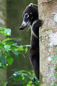 Ein Nasenbär hängt am Baumstamm.