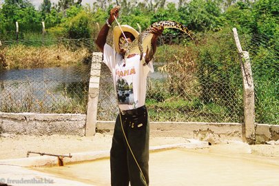 Blöder Krokodilwürger bei der Krokodilfarm von Guama