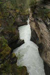Schlucht der Athabasca Falls