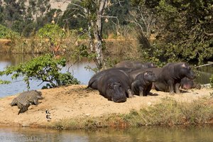 Flusspferde auf der Hippoinsel - Mlilwane Wildlife Sanctuary