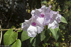 Blüten am Grande Anse auf La Réunion