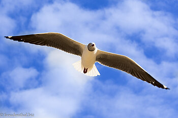 Grauköpfige Möwe (Larus cirrocephalus) - Cape Fidal