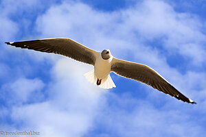 Grauköpfige Möwe (Larus cirrocephalus) - Cape Fidal