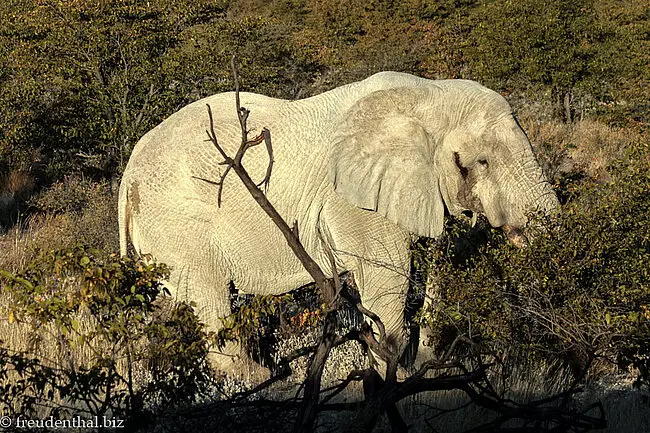 Elefantenbulle in Afrika