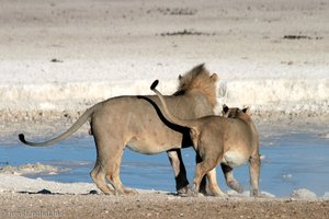 Löwenpaar im Etosha Nationalpark