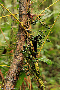 Rattanfrüchte (Lituko, Rattan fruit) werden als Katzenauge verkauft