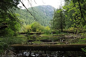 Umgestürzte Bäume am Cameron Lake