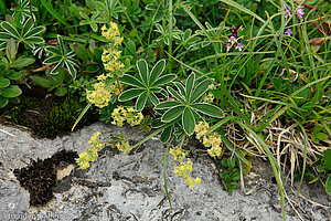 Gefalteter Frauenmantel (Alchemilla plicata)