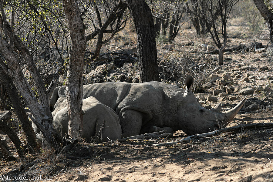 Breitmaulnashorn beim Stillen