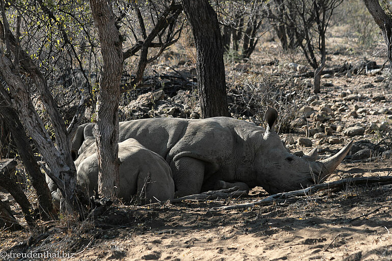 Breitmaulnashorn beim Stillen