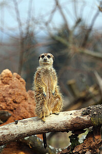 Erdmännchen im Züricher Zoo