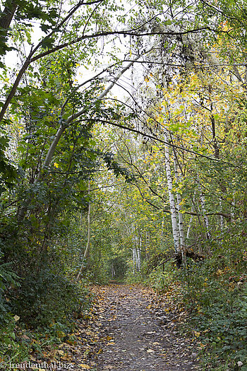 im Wald des Schöneberger Südgeländes