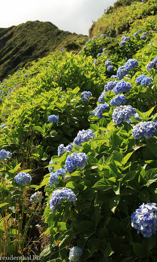Hortensien auf Faial