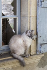 Katze im Fenster von Bruniquel