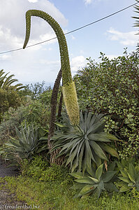 Eine blühende Schwanenhals-Agave