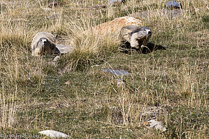 rasende Murmeltiere in Andorra