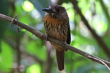 Weißzügel-Faulvogel - white-whiskered puffbird (Malacoptila panamensis)