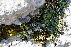 u.a. Trauben-Steinbrech (Saxifraga paniculata)