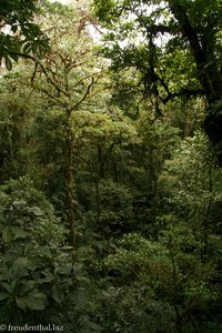 Blick in den dichten Nebelwald von Costa Rica