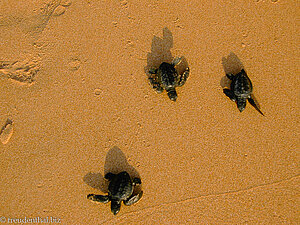 Kleine Schildkröten auf dem Weg zum Meer