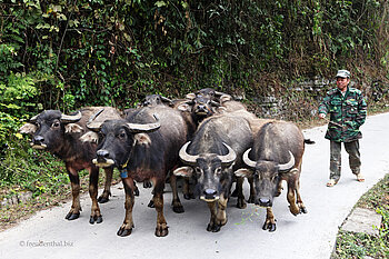 Wasserbüffelherde beim Bac-Vong-Fluss