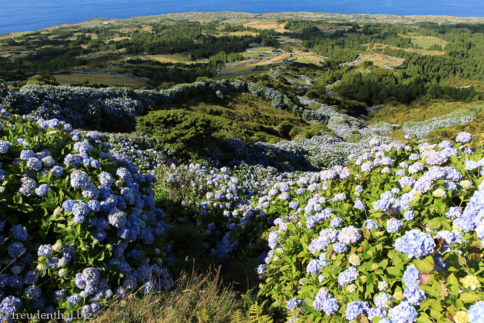 Reich Blühende Hortensien entlang der großen Caldera der Azoreninsel Faial