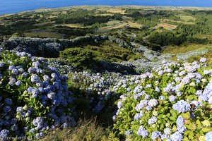 Hortensienhecken zwischen der Caldeira und Nordküste von Faial