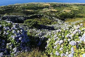 Hortensienhecken zwischen der Caldeira und Nordküste von Faial