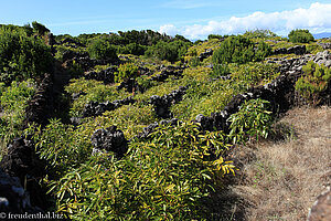 aufgelassene Gärten an der Ponta da Ilha