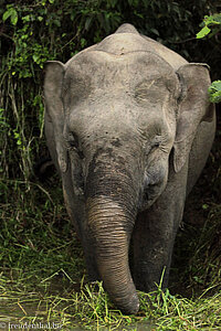 Borneo-Zwergelefant pflückt Wasserpflanzen