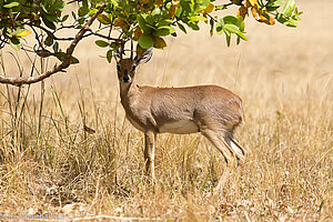 ein Steinböckchen im Mlilwane Wildlife Sanctuary