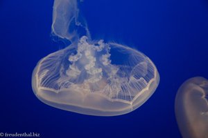 Ohrenqualle, Moon Jellyfish, Common Jellyfish (Aurelia aurita)