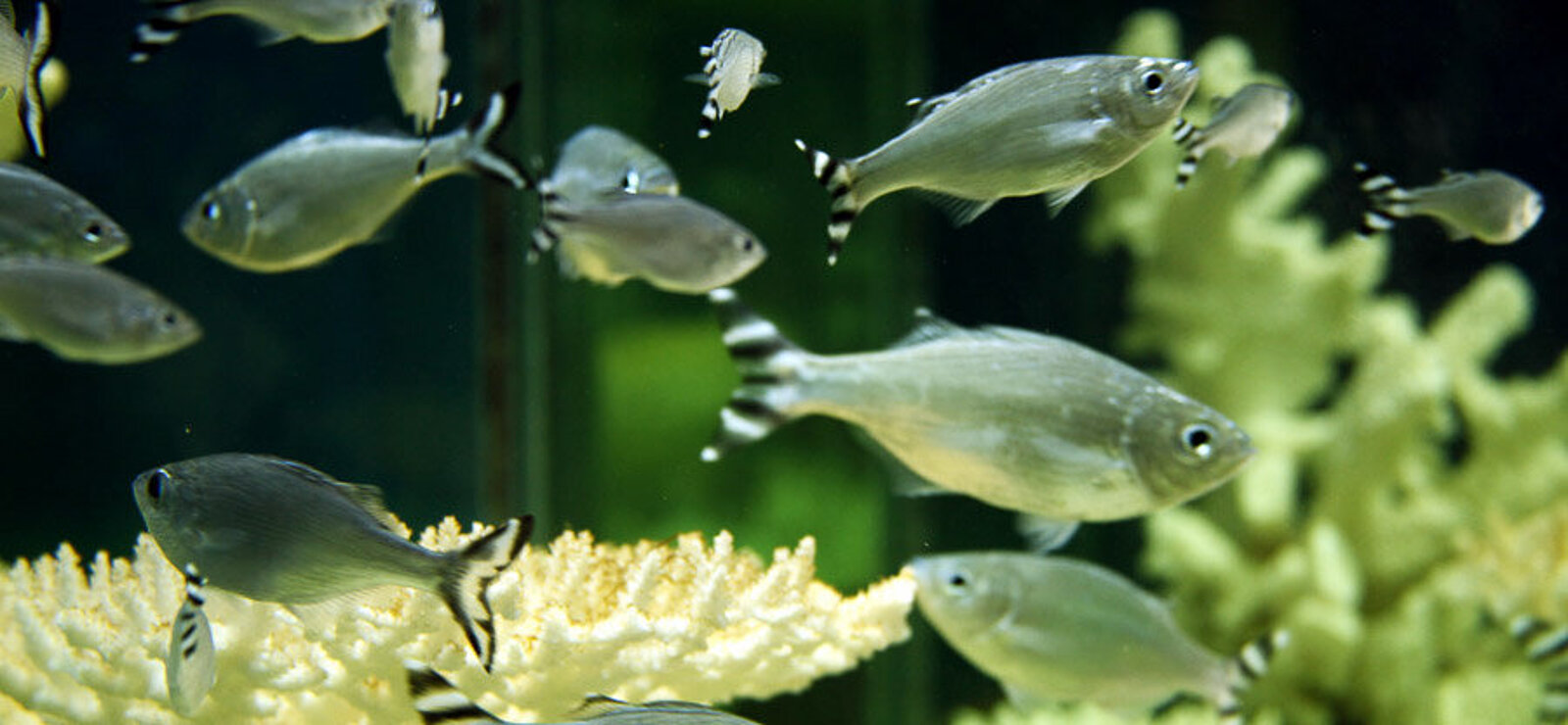 Fische im Aquarium Pointe aux Piments auf Mauritius